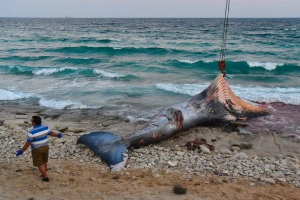 Подведены итоги фотоконкурса, посвященного проблеме изменения климата: взгляните на тревожные работы призеров - новости экологии на ECOportal