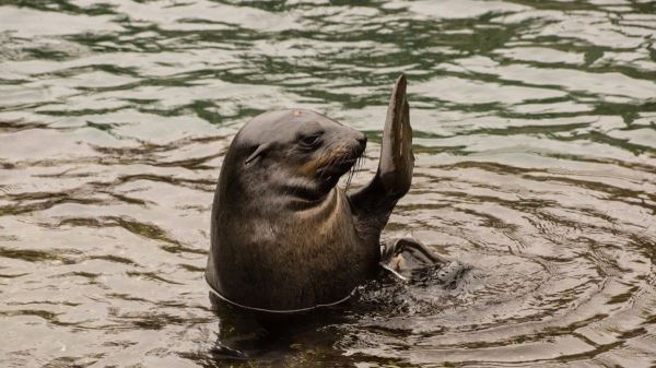 Морские львы с камерами наносят на карту неисследованные районы океана - новости экологии на ECOportal